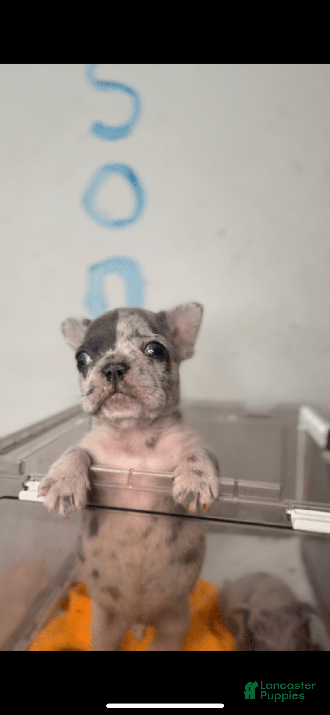 French Bulldog dogs for sale: Peezy - Image 2