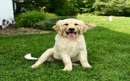 Golden Retriever dogs for sale: April - Image 3
