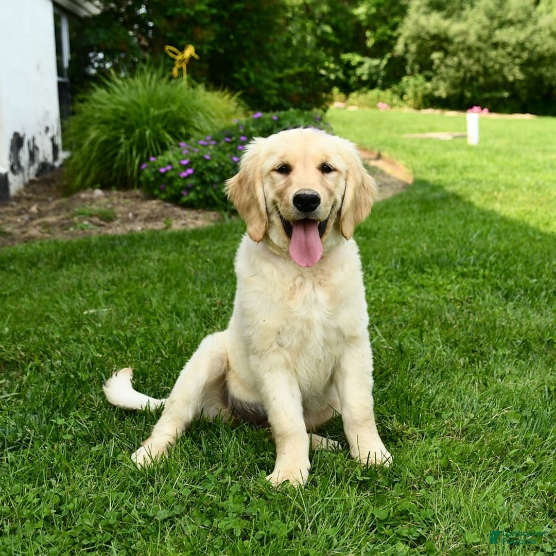 Golden Retriever dogs for sale: April - Image 3