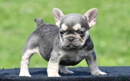French Bulldog dogs for sale: Tria - Image 1