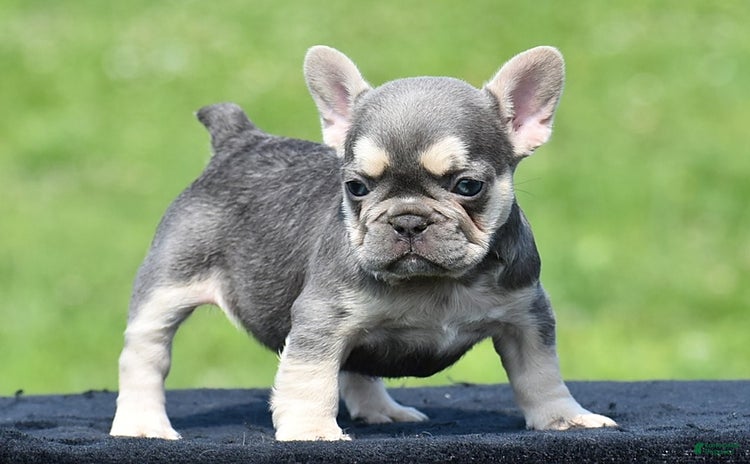 French Bulldog dogs for sale - Ad 2