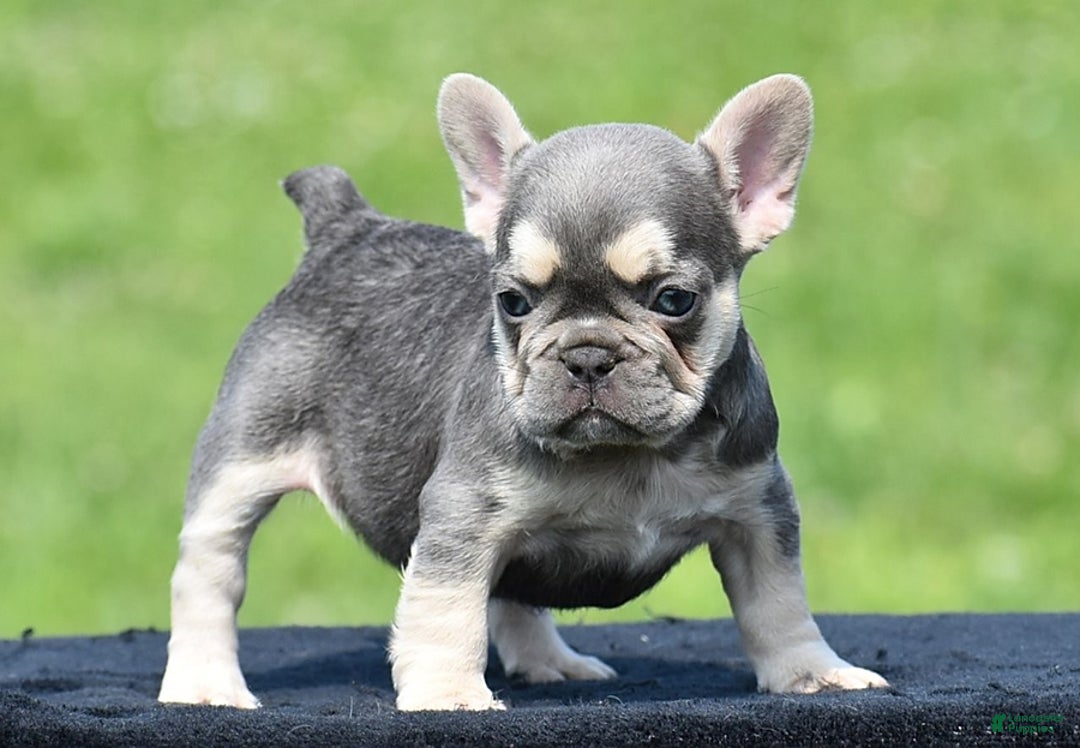 French Bulldog dogs for sale: Tria - Image 1