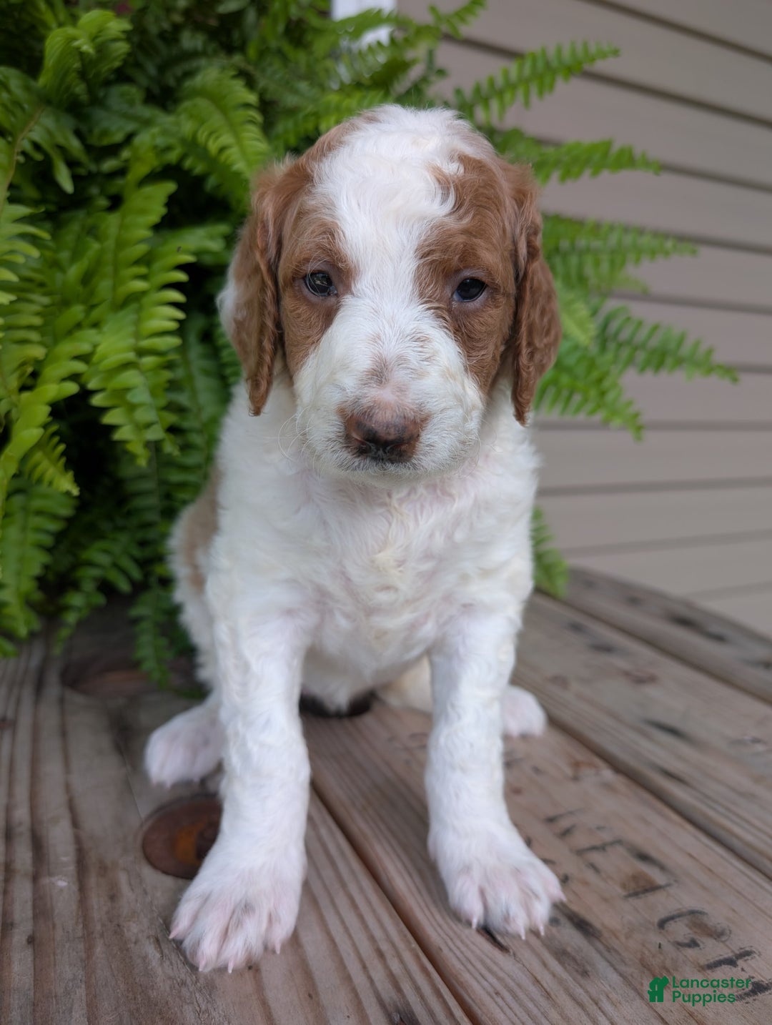 Goldendoodle dogs for sale: Willow - Image 7