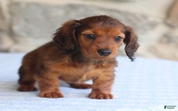 Miniature Dachshund dogs for sale: Darla - Image 4