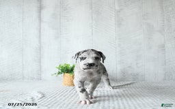 Great Dane dogs for sale: Shadow - Image 4