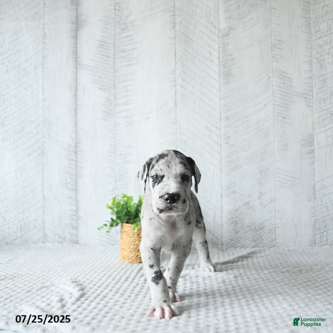 Great Dane dogs for sale: Shadow - Image 4