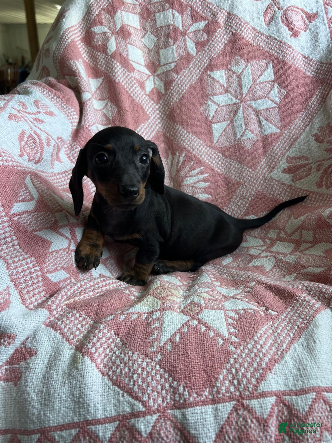 Dachshund dogs for sale: Sarah - Image 9