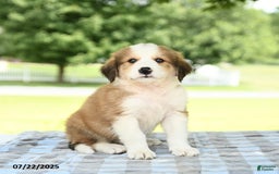 Great Pyrenees dogs for sale: Lilac - Image 3