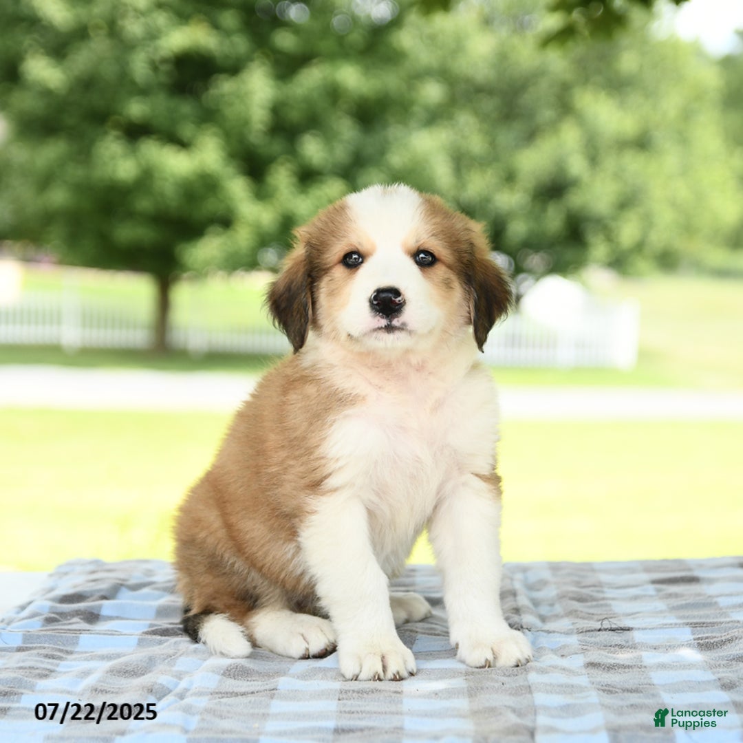 Great Pyrenees dogs for sale: Lilac - Image 3