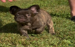 French Bulldog dogs for sale: Jelly Belly The Fluffy - Image 9