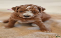 Goldendoodle dogs for sale: Canyon - Image 3