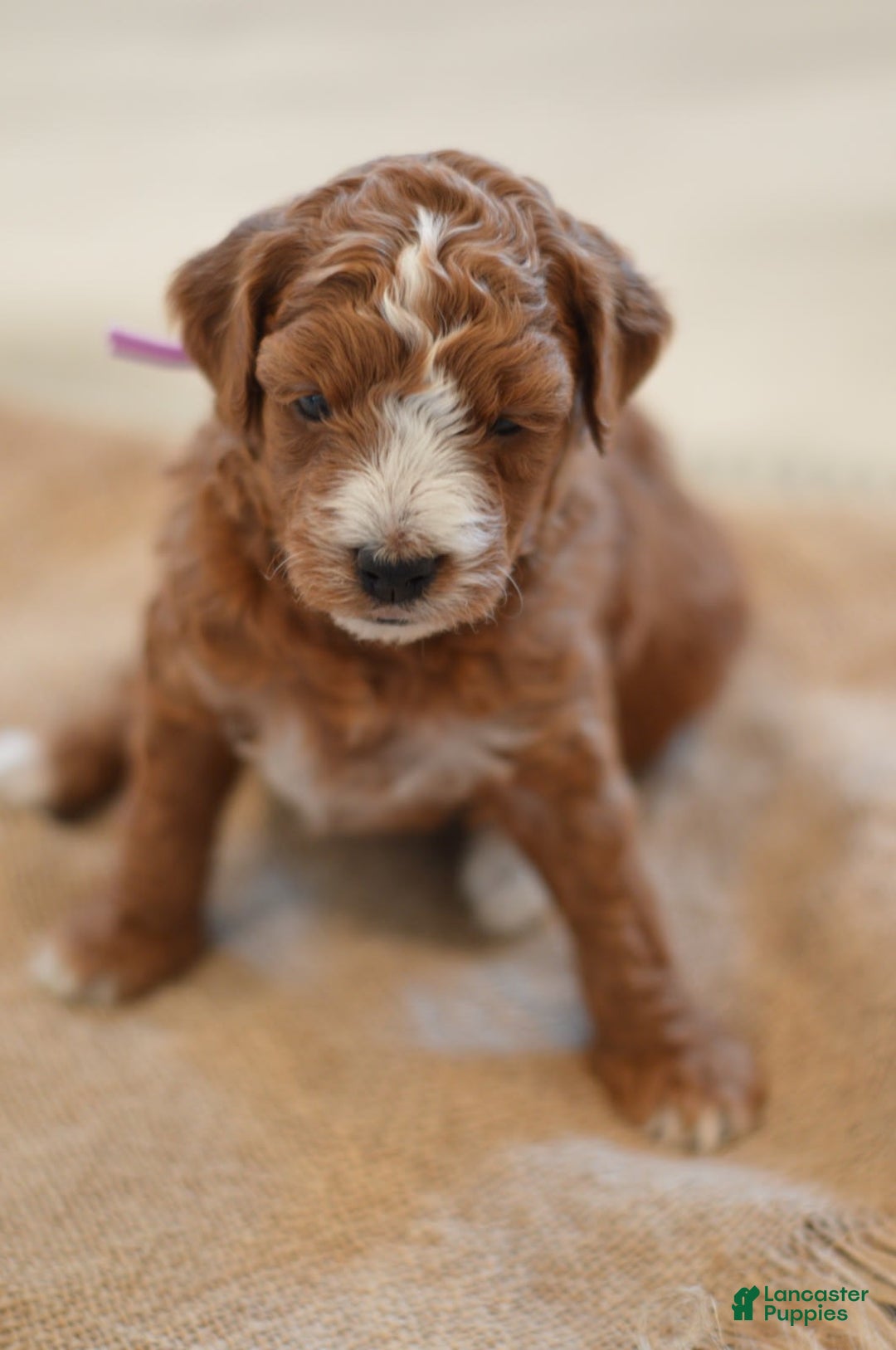 Goldendoodle dogs for sale: Canyon - Image 3