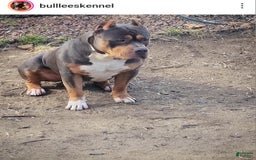 American Bully dogs for sale: Male 1 - Image 4