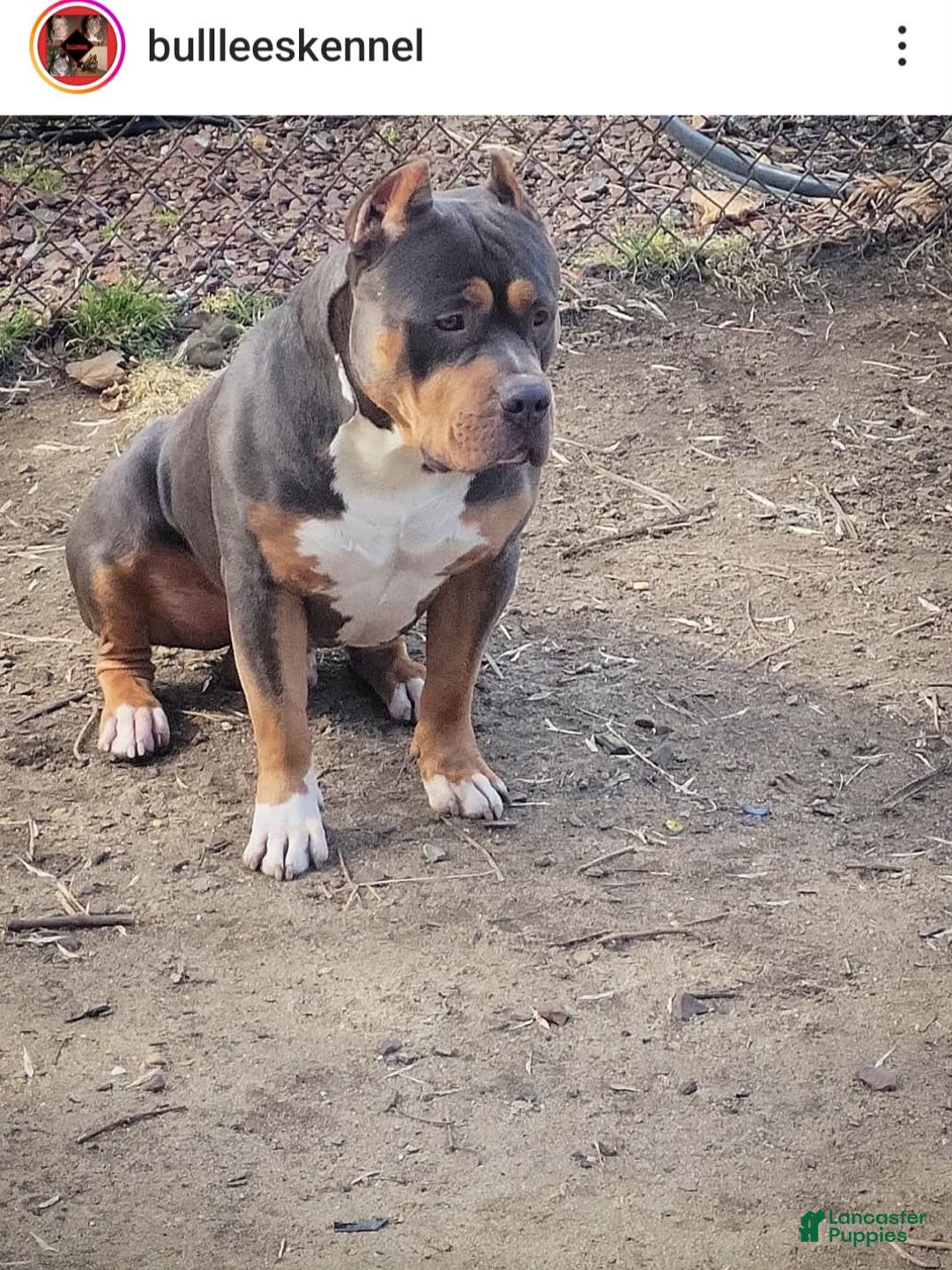 American Bully dogs for sale: Male 1 - Image 4
