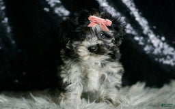 Maltipoo dogs for sale: Blackberry - Image 6