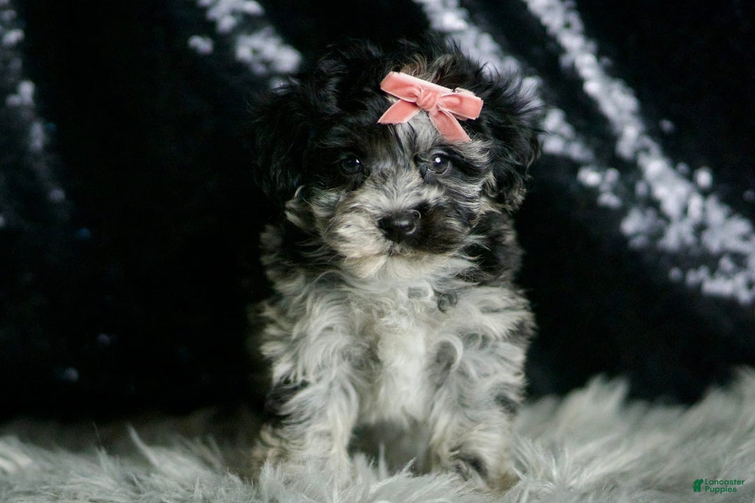 Maltipoo dogs for sale: Blackberry - Image 6