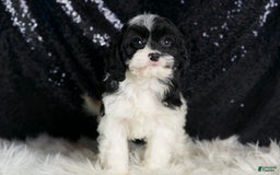 Cavapoo dogs for sale: Cleopatra - Image 8