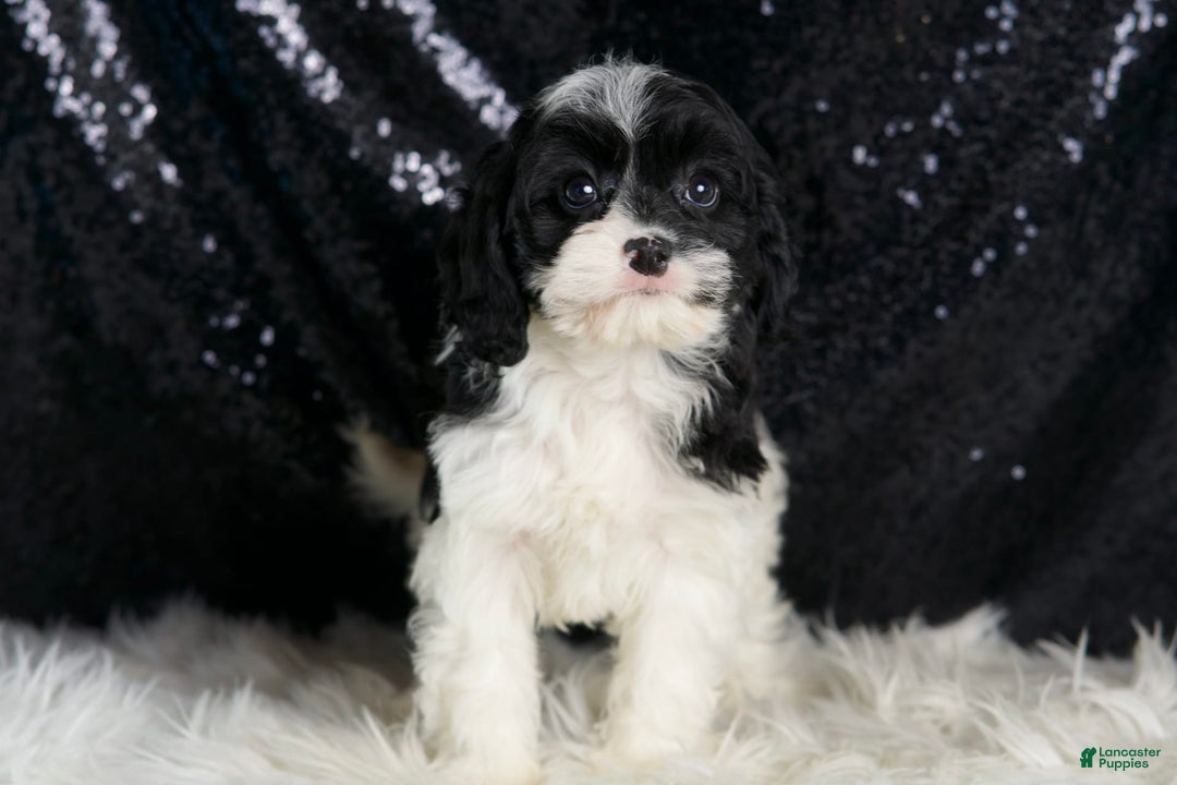 Cavapoo dogs for sale: Cleopatra - Image 8