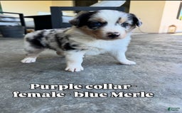Australian Shepherd dogs for sale: Purple Collar - Image 3