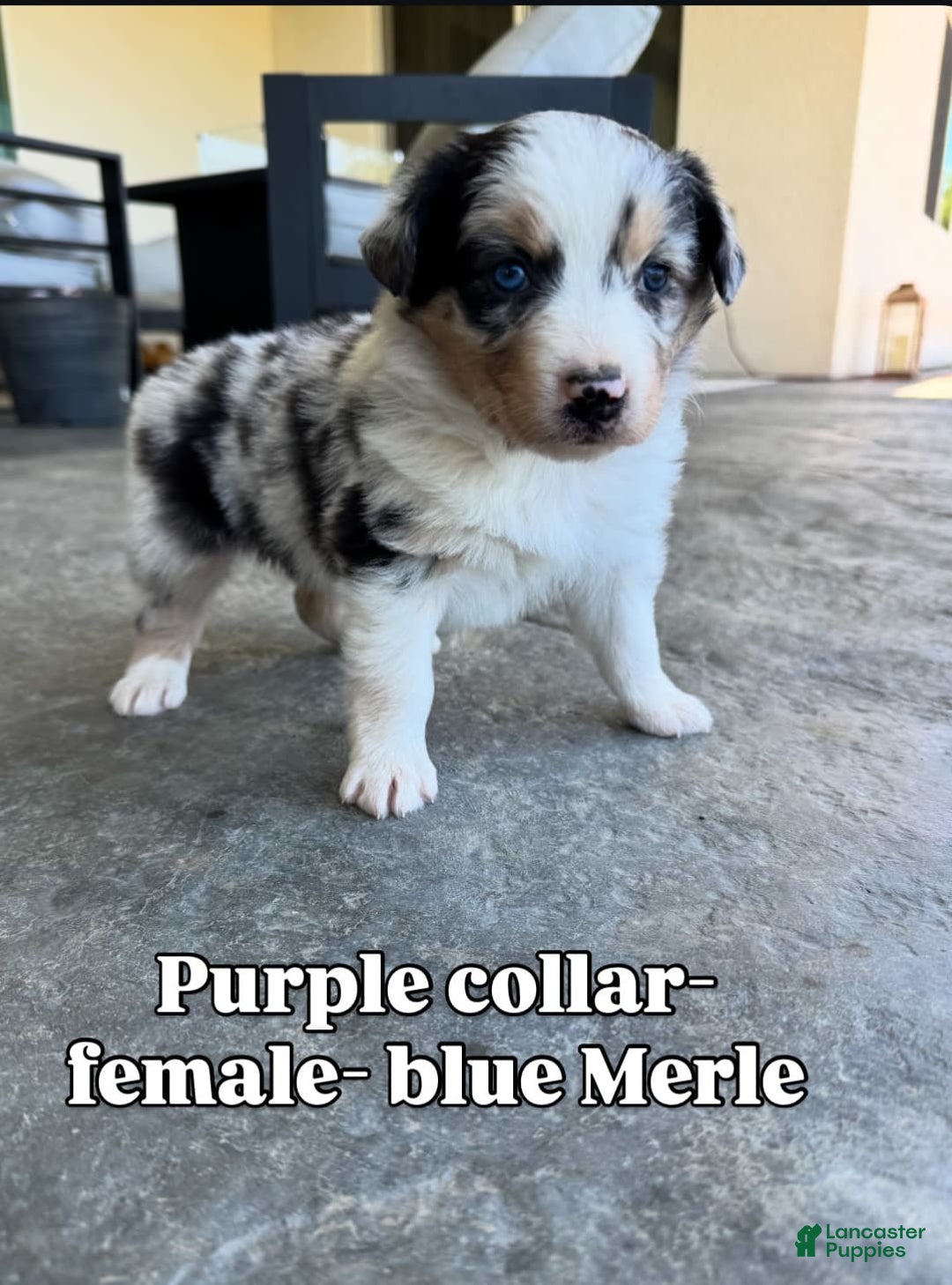 Australian Shepherd dogs for sale: Purple Collar - Image 3