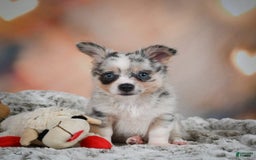Chihuahua dogs for sale: Winston - Image 12