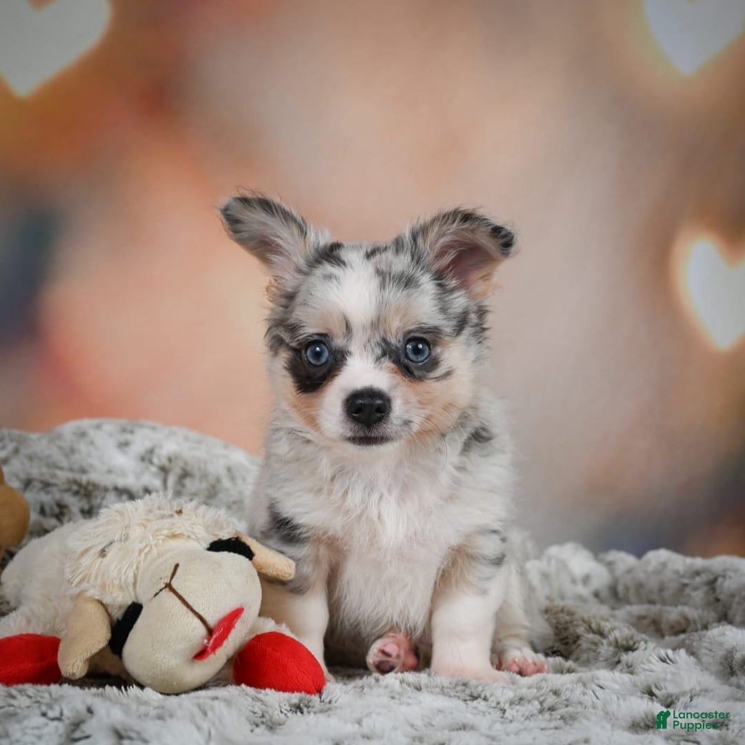 Chihuahua dogs for sale: Winston - Image 12