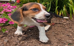 Beagle dogs for sale: Caramel - Image 14