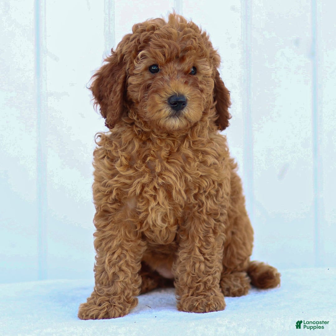 Miniature Poodle dogs for sale: Colette - Image 9