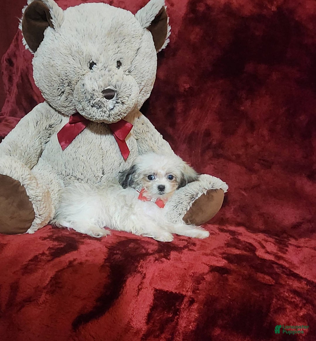Malshi dogs for sale: Loki - Image 7