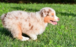 Australian Shepherd dogs for sale: Diesel - Image 2