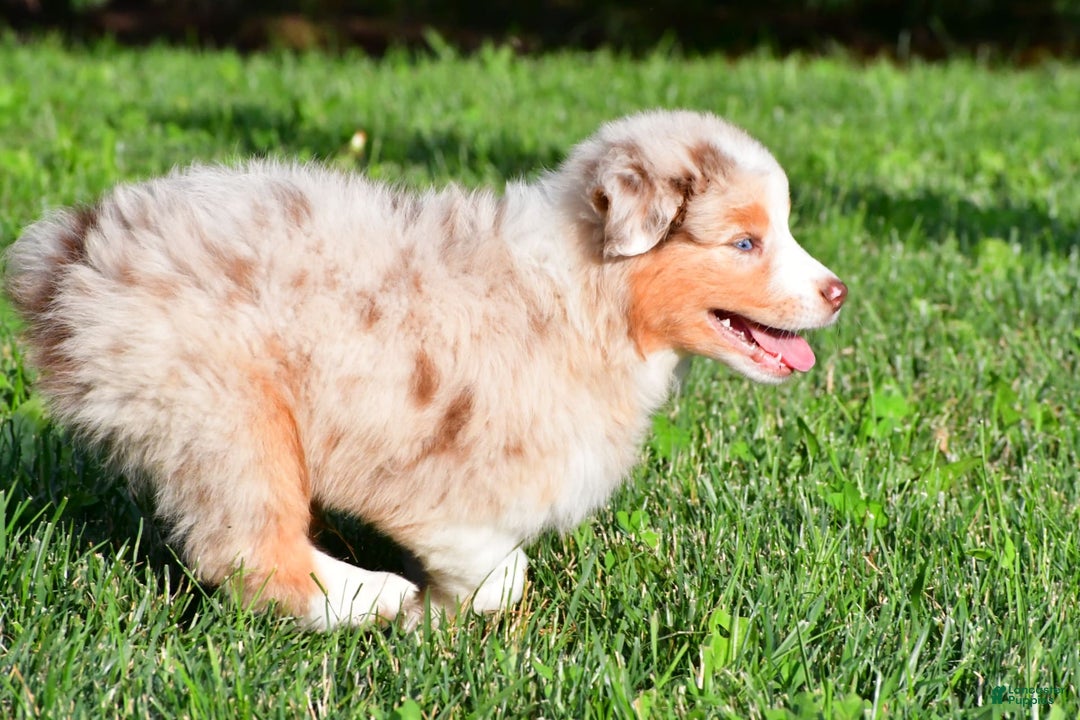 Australian Shepherd dogs for sale: Diesel - Image 2