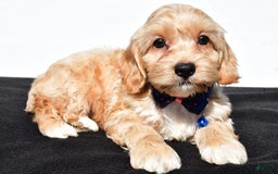 Cockapoo dogs for sale: Wes - Image 4