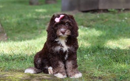 Cockapoo dogs for sale: Precious - Image 12