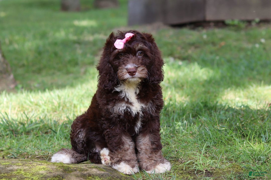 Cockapoo dogs for sale: Precious - Image 12