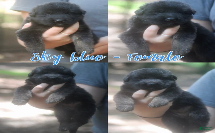 German Shepherd dogs for sale - Ad 3