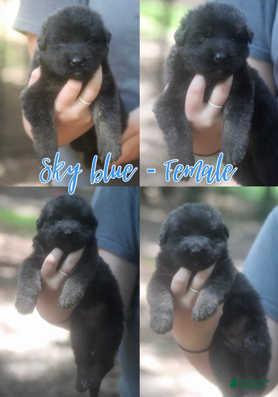 German Shepherd dogs for sale: Longhair Sky Blue Female Black And Red - Image 1