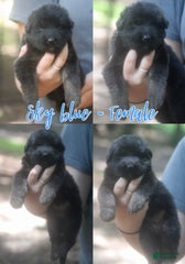 Longhair Sky Blue Female Black And Red