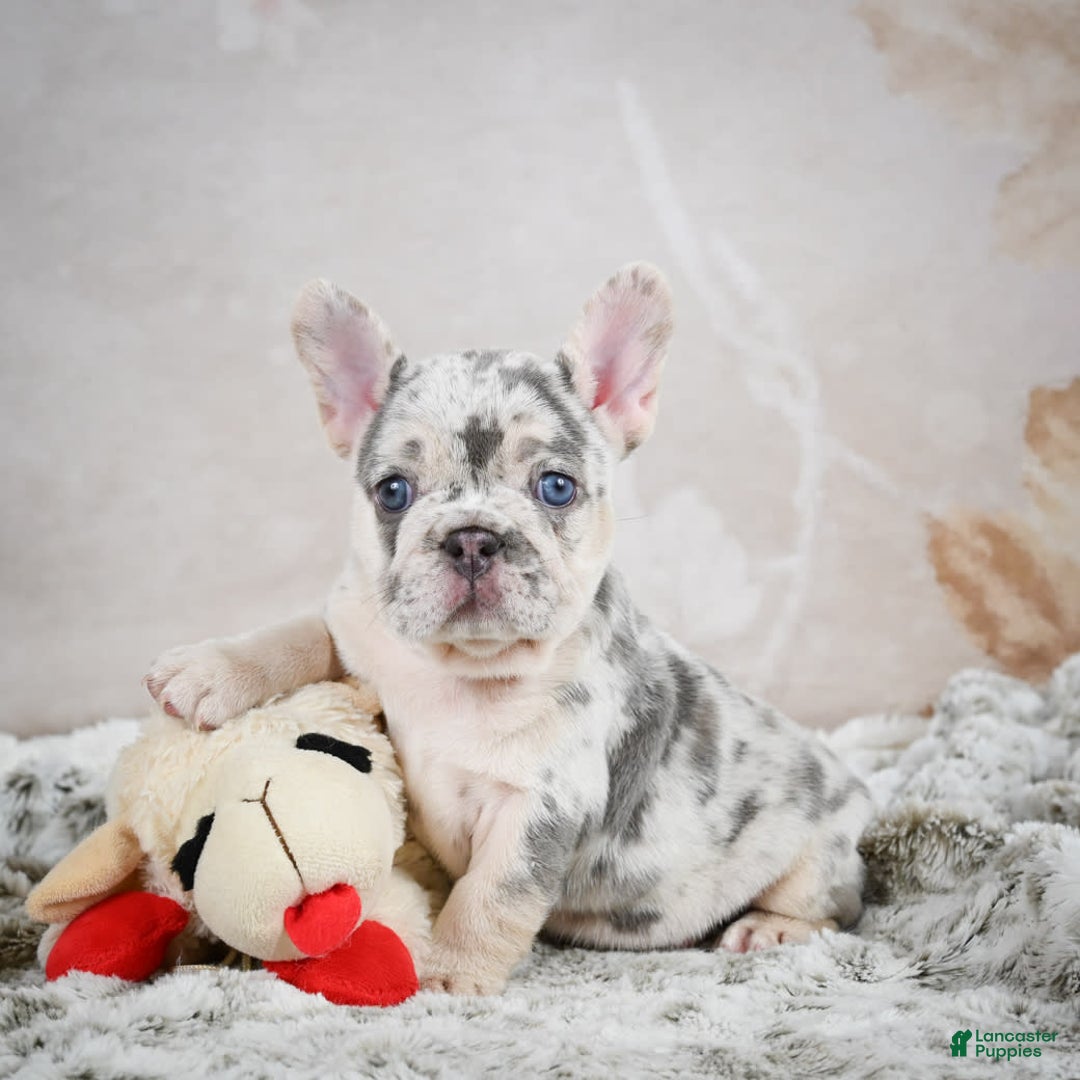 French Bulldog dogs for sale: French Bulldog 6 puppies - Image 6