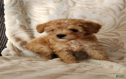 Toy Poodle dogs for sale: Vera - Image 1