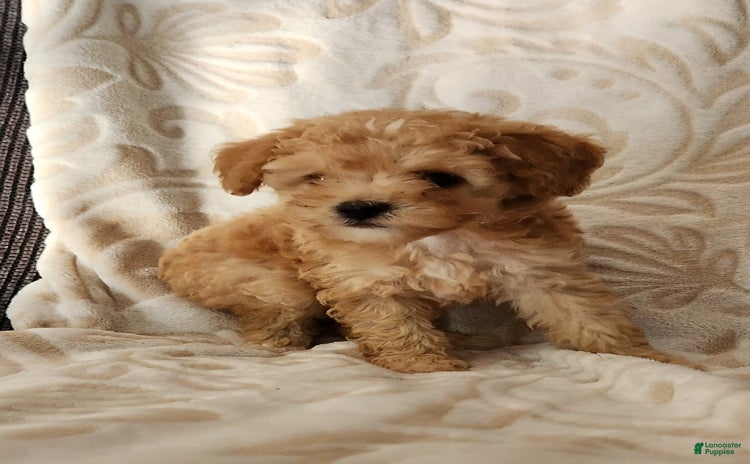 Toy Poodle dogs for sale - Ad 2