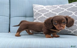Miniature Dachshund dogs for sale: Coco - Image 5