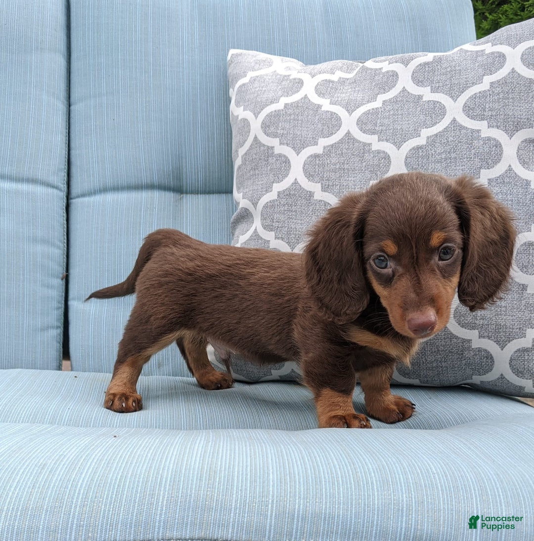 Miniature Dachshund dogs for sale: Coco - Image 5