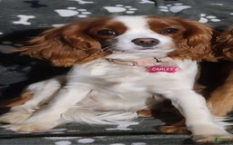 Cavapoo dogs for sale: Latte - Image 8