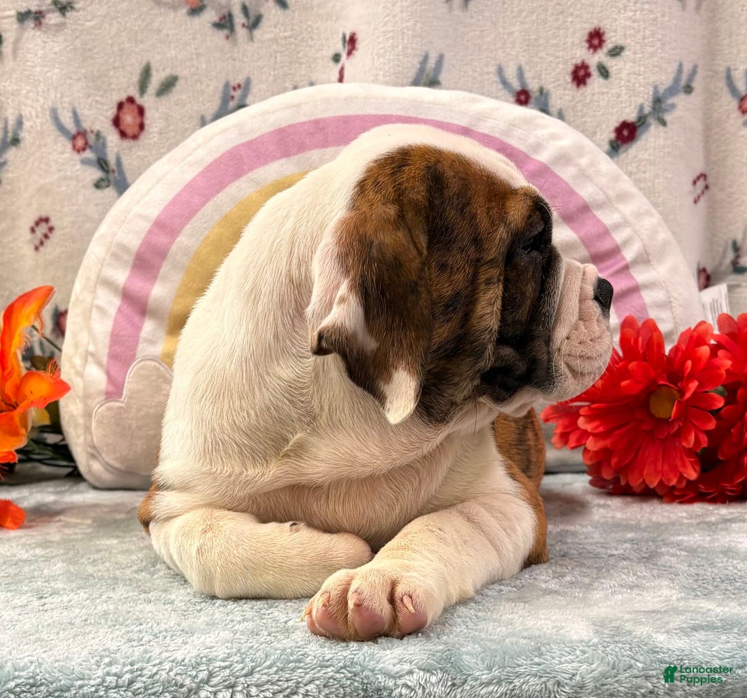 English Bulldog dogs for sale: Damarias 30428 - Image 4