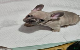 French Bulldog dogs for sale: Silver - Image 7
