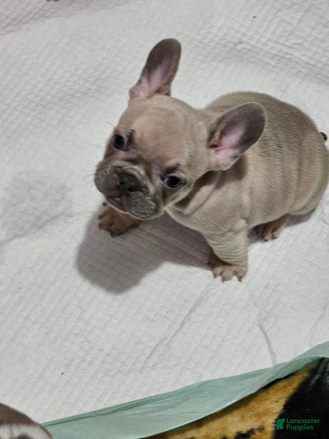 French Bulldog dogs for sale: Silver - Image 7