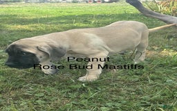 English Mastiff dogs for sale: Peanut - Image 19