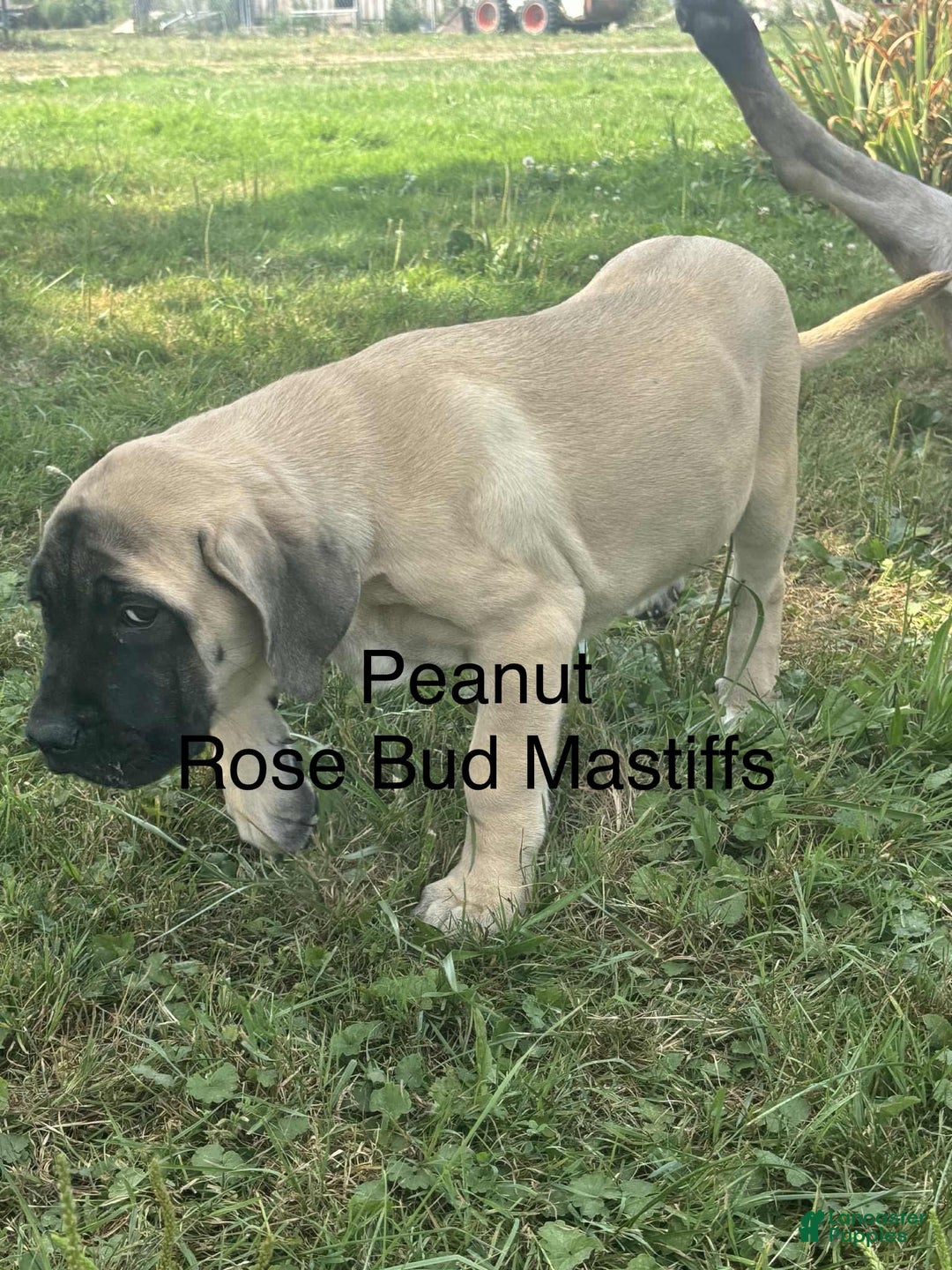 English Mastiff dogs for sale: Peanut - Image 19