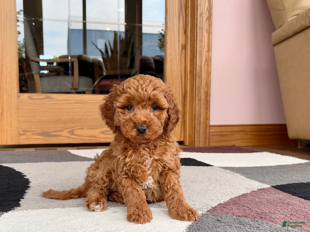 Cavapoo dogs for sale: Kaylee - Image 2
