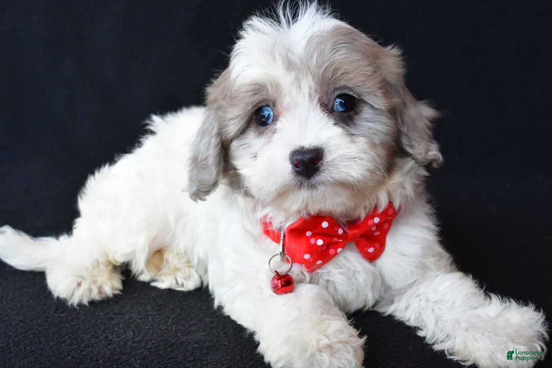 Havapoo dogs for sale: Maverick - Image 2